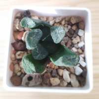 Haworthia maughanii Япония.
