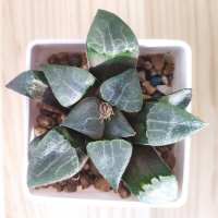 Haworthia baileyi Япония.