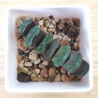 Хавортия усеченная Truncata