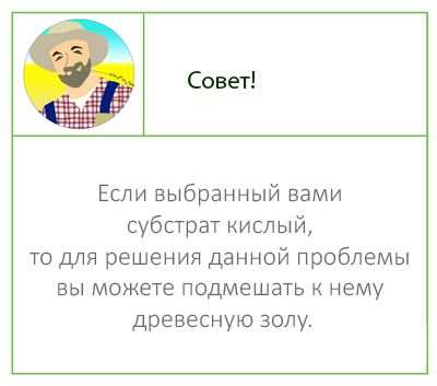 Выращивание рассады петунии в домашних условиях 3 Советы по выбору петунии