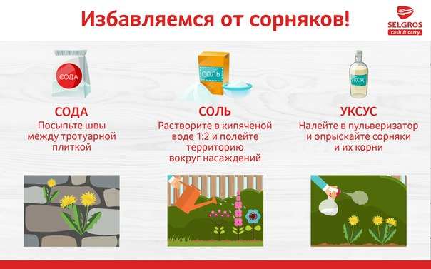Как эффективно избавиться от сорняков на участке навсегда: 19 народных средств 7 sposoby borba s sornyakami