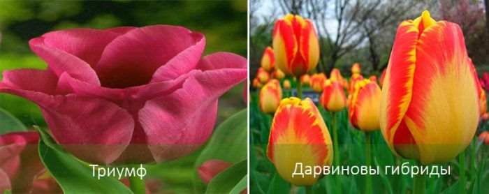 Средние тюльпаны