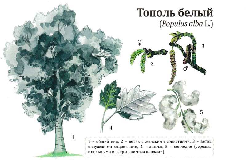 Как вырастить величественное и грациозное дерево тополь белый на своем участке 6 Структура белого тополя