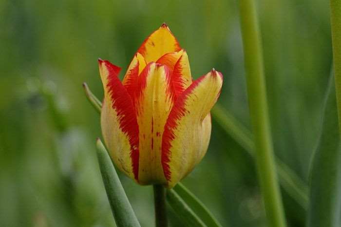 tulipa