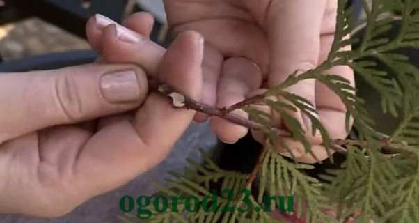 Воспроизводство TUI 5