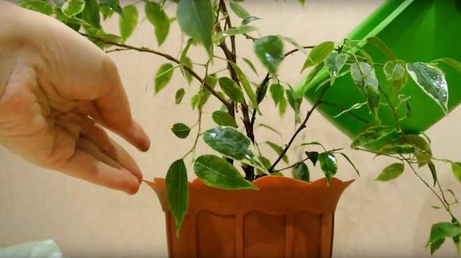 Как посадить фикус в домашних условиях 3 uhod posle posadki