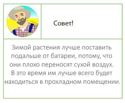 Виды кактусов: описание и характеристика 2 Уход за кактусами