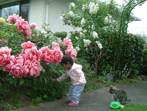 Цветы пиона