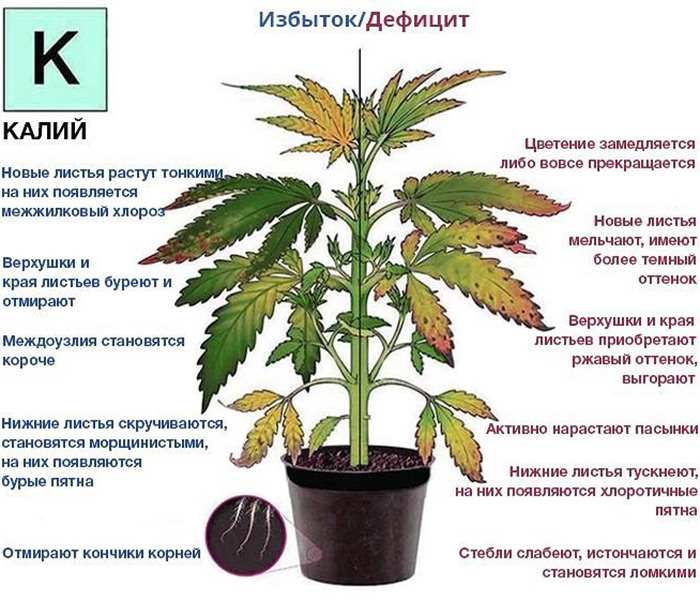 Древесная зола для подкормок: как применять, пропорции для огорода, рассады и комнатных растений 11 utz 16
