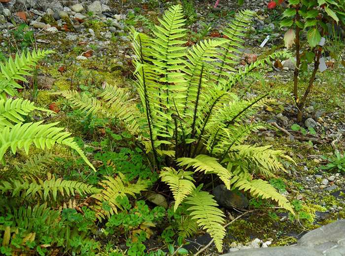 Древесная зола для подкормок: как применять, пропорции для огорода, рассады и комнатных растений 4 utz 8