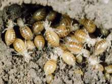 В чем отличия между личинками майского жука и личинками медведки? 13 v chem otlichiya mezhdu lichinkami majskogo zhuka i lichinkami medvedki 12