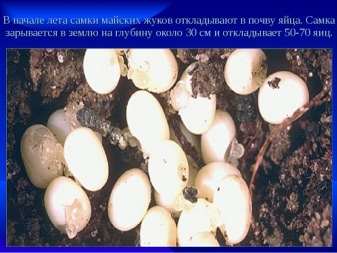 В чем отличия между личинками майского жука и личинками медведки? 14 v chem otlichiya mezhdu lichinkami majskogo zhuka i lichinkami medvedki 13