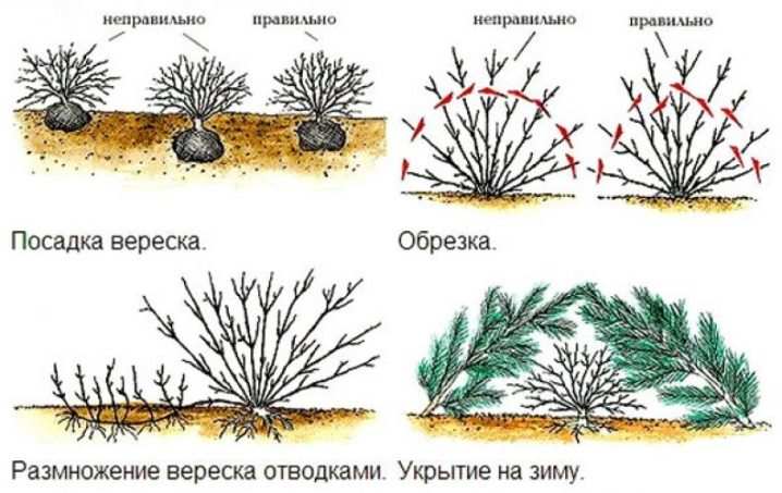 Вереск и эрика: отличия и сходства 16 veresk i erika otlichiya i shodstva 14