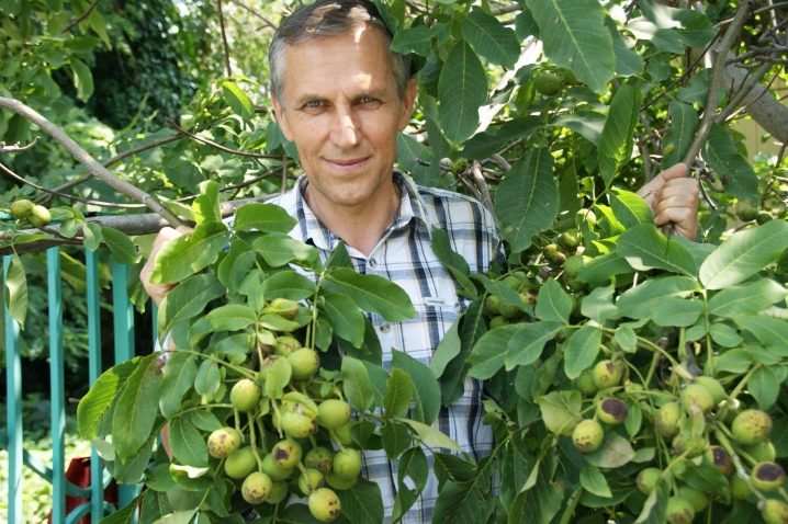 Виды и сорта грецкого ореха 2 vidy i sorta greckogo oreha 26