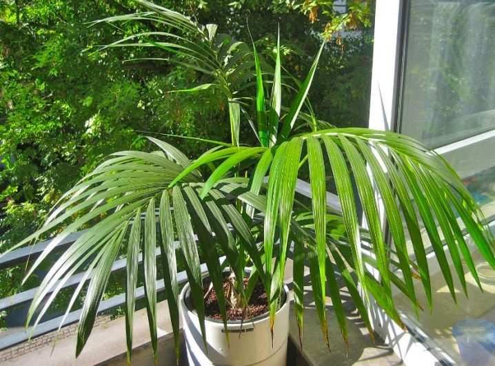 vidy i sorta palm 1