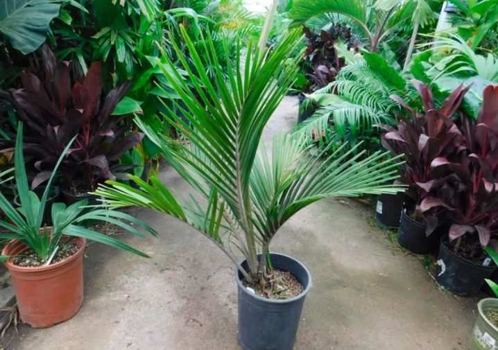 vidy i sorta palm 11