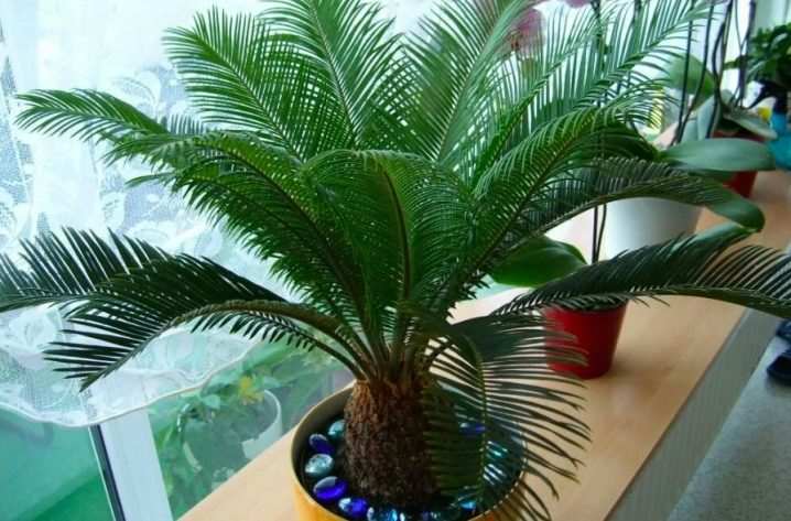 vidy i sorta palm 12