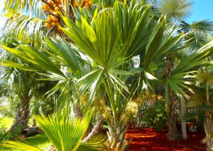 vidy i sorta palm 13