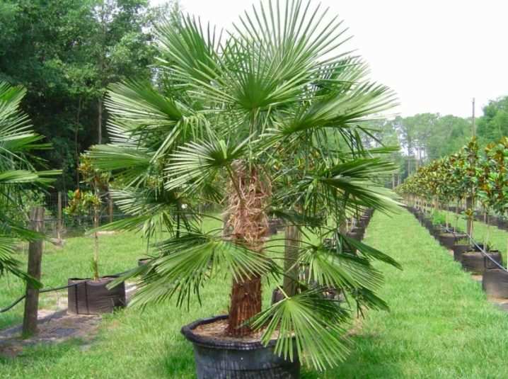vidy i sorta palm 14