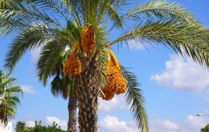 vidy i sorta palm 15