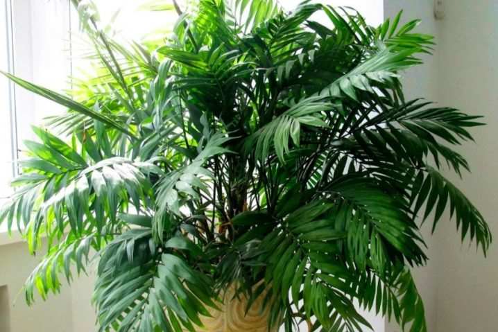 vidy i sorta palm 16