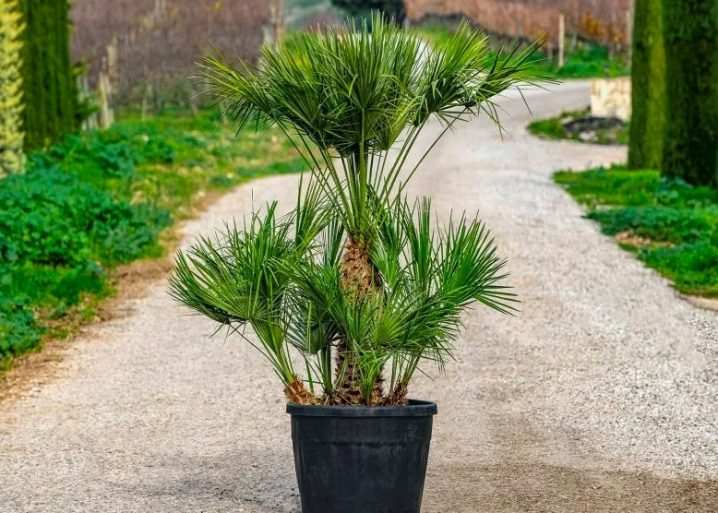vidy i sorta palm 17