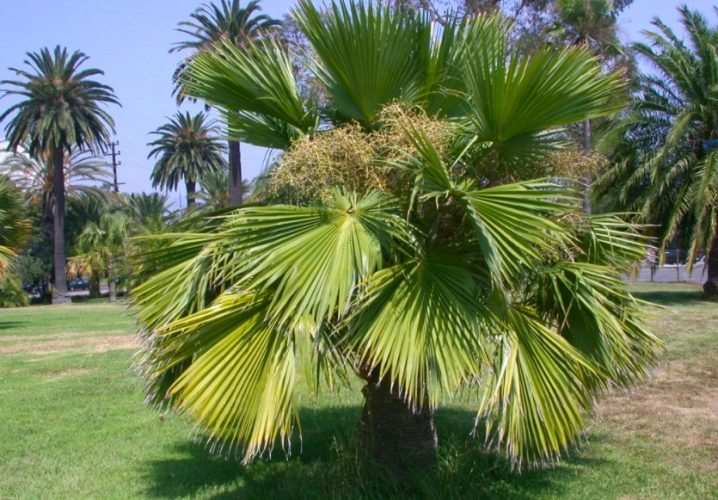 vidy i sorta palm 19