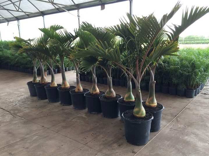 vidy i sorta palm 2