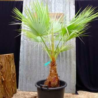 vidy i sorta palm 20