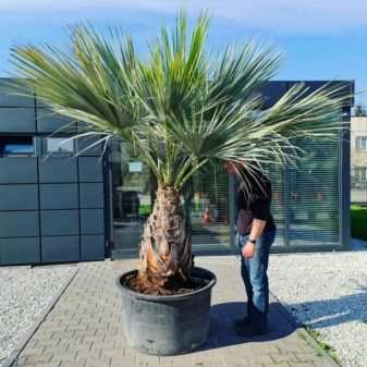 vidy i sorta palm 21