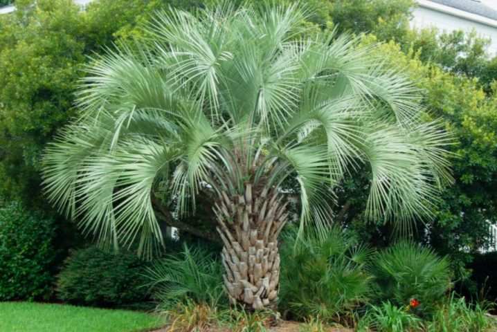 vidy i sorta palm 23