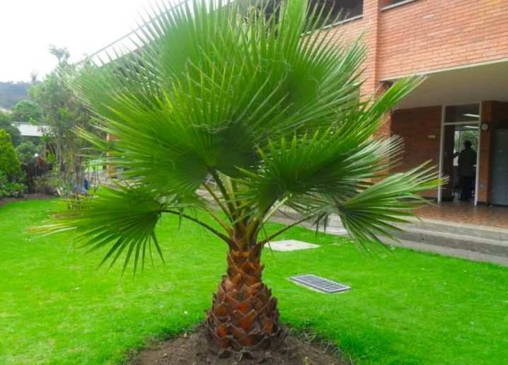 vidy i sorta palm 25