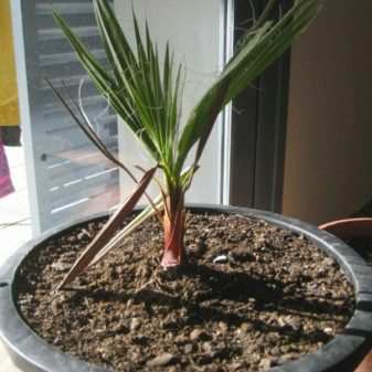 vidy i sorta palm 26