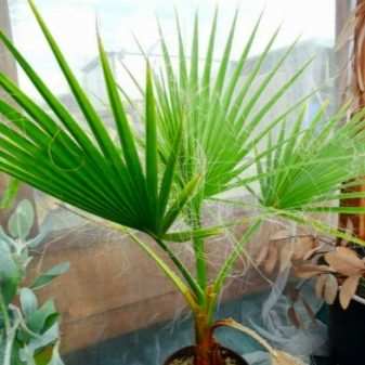 vidy i sorta palm 27