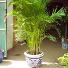 vidy i sorta palm 28