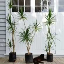 vidy i sorta palm 29