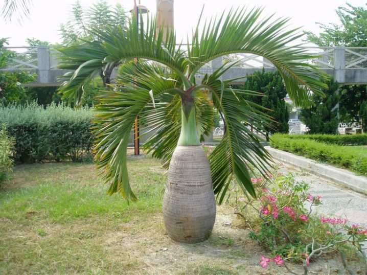 vidy i sorta palm 3
