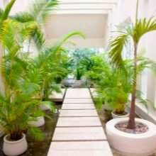 vidy i sorta palm 30