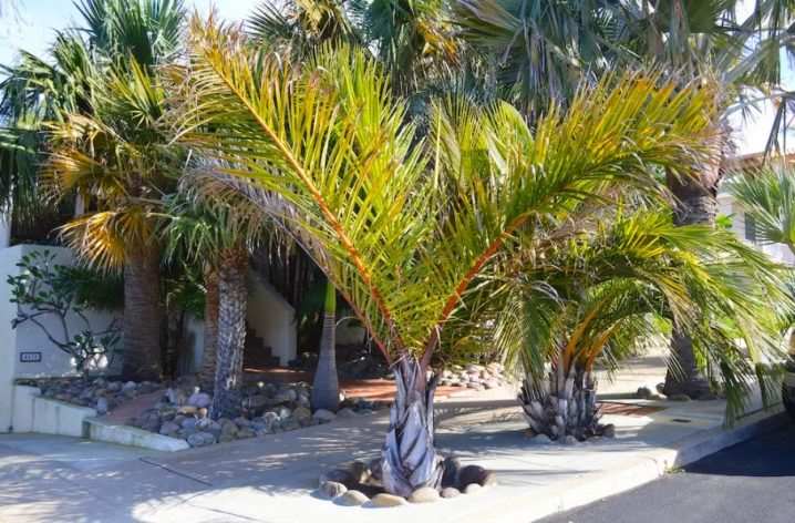 vidy i sorta palm 4