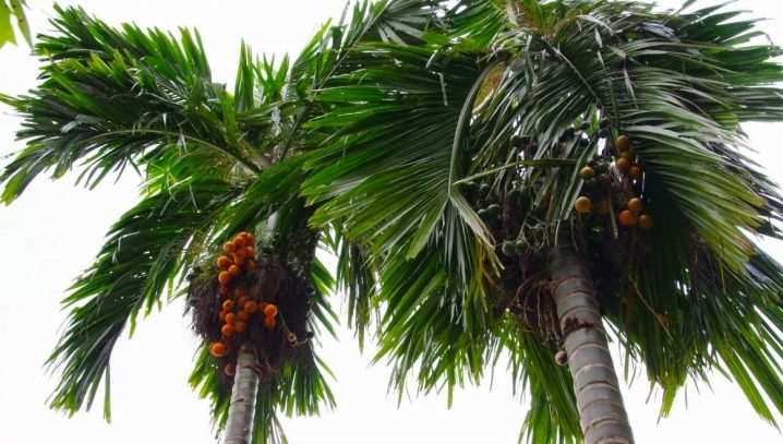 vidy i sorta palm 5