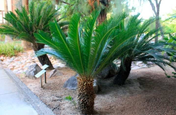 vidy i sorta palm 6