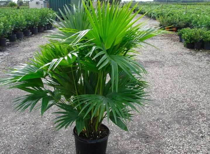 vidy i sorta palm 9