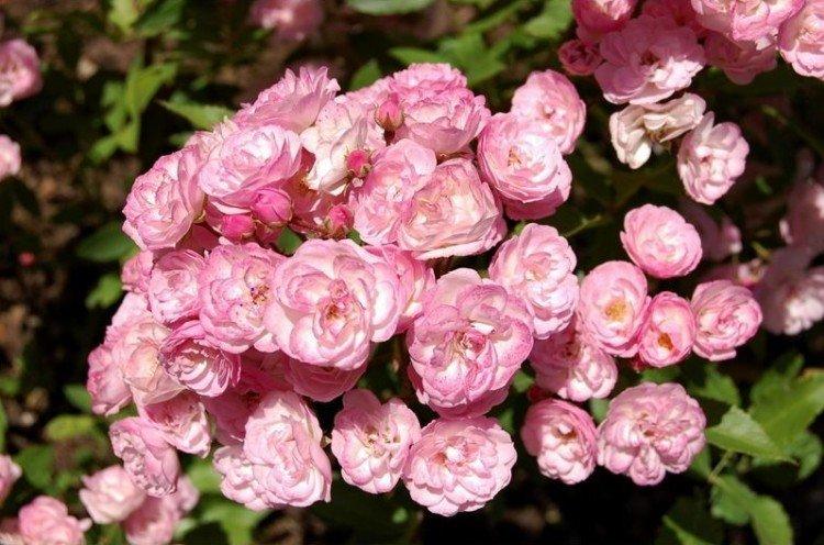 Виды и сорта роз: фото, названия и описания (каталог) 2 Havery Pink - виды и сорта парковых роз
