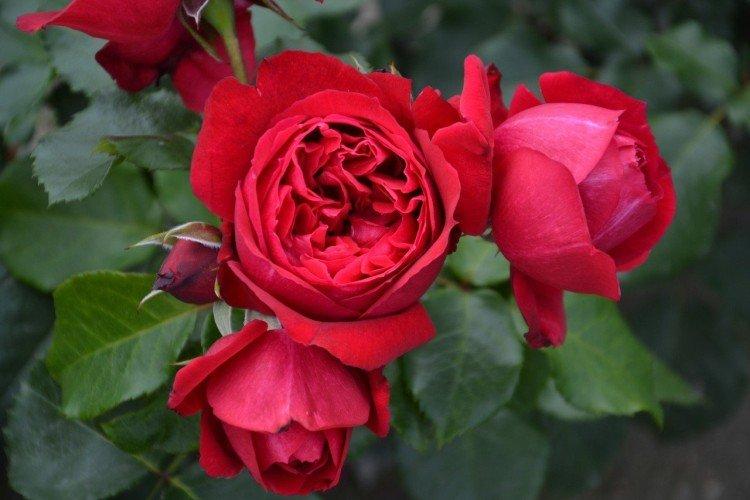 Виды и сорта роз: фото, названия и описания (каталог) 5 Рубан Ру ж-Парковые розы виды и сорта