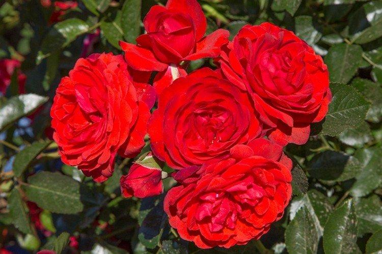 Виды и сорта роз: фото, названия и описания (каталог) 14 Скарлетт - виды и сорта почвопокровных роз