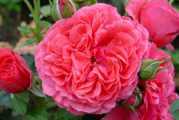 Виды и сорта роз: фото, названия и описания (каталог) 18 Rosarium Yutersen - виды и сорта вьющихся роз