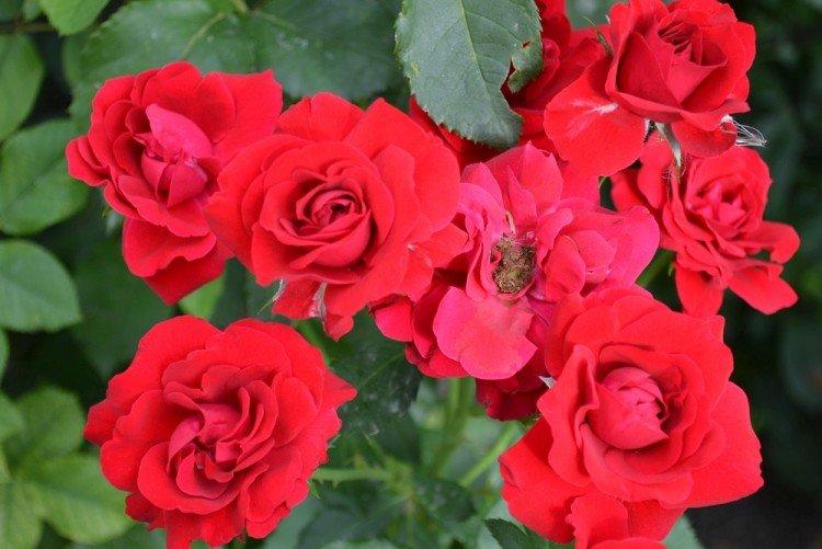 Виды и сорта роз: фото, названия и описания (каталог) 22 Фламментанц - виды и сорта плетистых роз