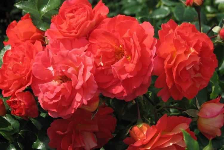 Виды и сорта роз: фото, названия и описания (каталог) 45 Братья Грим - виды и сорта розы Floriband