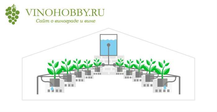 виноград-в-подмоскове 10