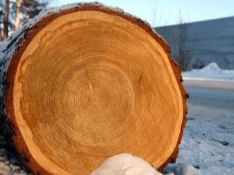Все о древесине из лиственницы 5 vse o drevesine iz listvennicy 6